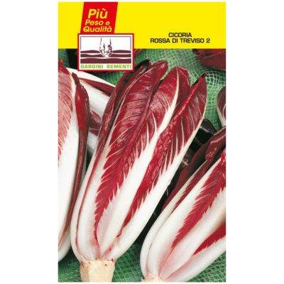 seeds red chicory of Treviso Gargini sementi