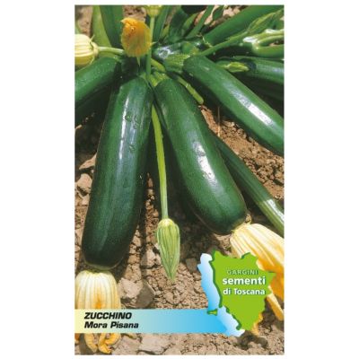 Sachet seeds zucchini mora pisana Gargini sementi